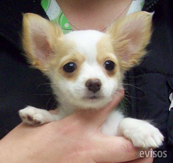Fotos de cachorros chihuahua pelo largo 64 Fotos de cachorros chihuahua pelo largo 48