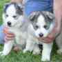 3 cachorros Siberian Husky saludables disponibles en la actualidad