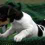 hermoso Registered 11 semanas macho Jack Russell Terrier de un nuevo hogar.