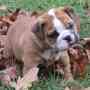 Bulldog ingles cachorros con pedigree internacional ULTIMA HEMBRA DISPONIBLE CACHORROS bulldog INGLES SUPER CARIÑOSOS MOLOSOS Y