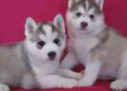 2 cachorros siberian husky disponibles