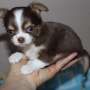 Magnífico Chihuahua cachorro para adopción