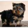 Regalo cachorros toy, de yorkshire terrier