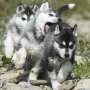 Champion Bloodlines Siberian Husky Cachorros para la Navidad