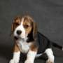 Beagle Inglés  para la adopcion